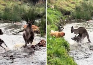 Viral: Μάχη καγκουρό εναντίον αγέλης σκύλων πυροδοτεί αυστραλέζικο μύθο