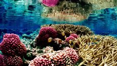 Κλίμα: Σε κίνδυνο απονέκρωσης λόγω ζέστης το 60% των κοραλλιογενών υφάλων