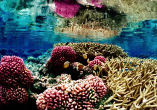 Κλίμα: Σε κίνδυνο απονέκρωσης λόγω ζέστης το 60% των κοραλλιογενών υφάλων