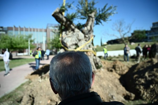 Βάση δεδομένων για ιστορικά δέντρα
