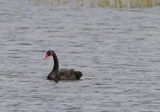 Δέλτα Έβρου: Εντοπίστηκε μαύρος κύκνος – Σπάνιο θέαμα