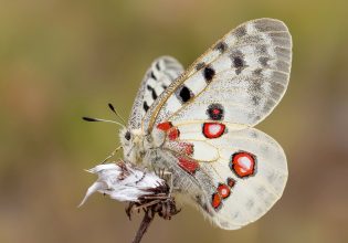 Κόκκινος Κατάλογος: Σε κίνδυνο εξαφάνισης ένα στα πέντε είδη της Ελλάδας