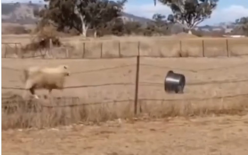 Κριάρι… τα βάζει με λεκάνη και γίνεται viral (βίντεο)