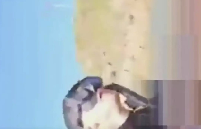 Αυστραλία: Βίντεο σοκ – Φοιτητής καταγράφει την στιγμή που καρχαρίας του κόβει το πόδι