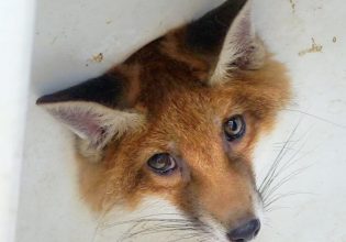 Βρετανία: Αλεπουδάκι είχε κολλήσει σε τρύπα νεροχύτη – Πώς διασώθηκε