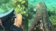 Αυστραλία: Χταπόδι οδηγεί δύτρια σε  ένα κρυμμένο μυστικό στον βυθό της θάλασσας