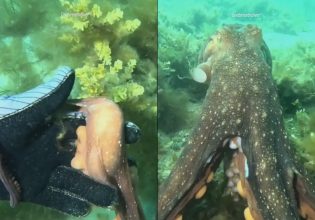 Αυστραλία: Χταπόδι οδηγεί δύτρια σε  ένα κρυμμένο μυστικό στον βυθό της θάλασσας