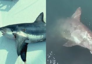 Βόλος: Καρχαριοειδές 3,5 μέτρων εντοπίστηκε στο λιμάνι – Είχε εγκλωβιστεί, πώς το έσωσαν