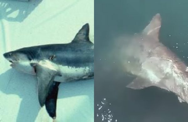 Βόλος: Καρχαριοειδές 3,5 μέτρων εντοπίστηκε στο λιμάνι – Είχε εγκλωβιστεί, πώς το έσωσαν