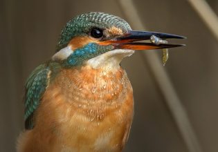 Ημέρα Natura 2000 – Η Ευρώπη γιορτάζει τη φύση (εικόνες)