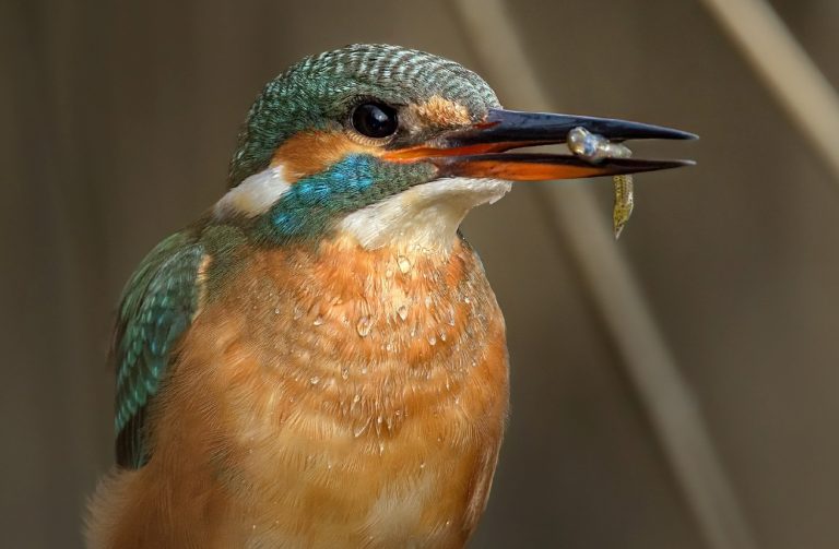 Ημέρα Natura 2000 – Η Ευρώπη γιορτάζει τη φύση (εικόνες)