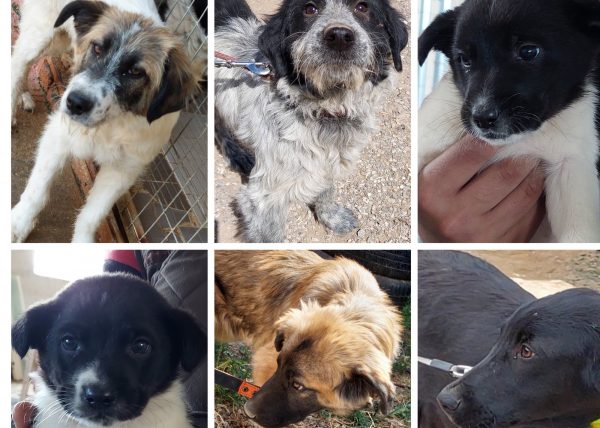 Θέλετε να βάλετε στη ζωή σας ένα σκυλάκι; Δείτε έξι πανέμορφα κουταβάκια