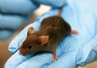 Αλλαγή φύλου: Γενετική παρέμβαση μετέτρεψε αρσενικά πειραματόζωα σε θηλυκά