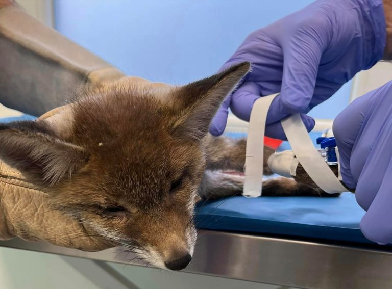 Χαλκιδική: Αγώνας δρόμου για να σωθεί αλεπουδάκι που έπεσε θύμα τροχαίου