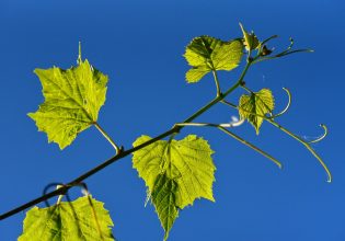 Αμπέλι: Πώς θα αντιμετωπίσετε περονόσπορο, ωίδιο και βοτρύτη