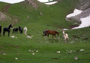 Καρδίτσα: Πάνω από 60 άλογα έγιναν άφαντα – Πέπλο μυστηρίου γύρω από την εξαφάνισή τους