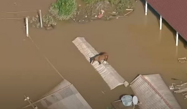 Βραζιλία: Διασώστες έσωσαν ένα άλογο από τη στέγη σπιτιού σε μια πλημμυρισμένη πόλη