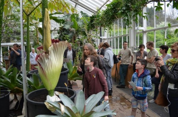 Βρυξέλλες: Κοσμοσυρροή για τον «Φαλλό του Τιτάνα» το λουλούδι που ανθίζει κάθε τρία χρόνια