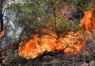 Ιωάννινα: Στη φυλακή άνδρας για εμπρησμό σε δασική έκταση στο Καλέντζι