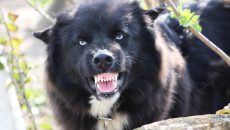 Νέα Σμύρνη: Σκύλος δάγκωσε στο κεφάλι βρέφος 11 μηνών