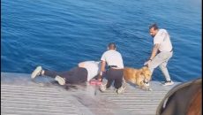 Το πλήρωμα φέρι μποτ σώζει σκύλο που είχε πέσει στη θάλασσα στη Σαλαμίνα – Δείτε βίντεο