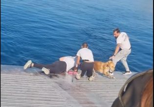 Το πλήρωμα φέρι μποτ σώζει σκύλο που είχε πέσει στη θάλασσα στη Σαλαμίνα – Δείτε βίντεο