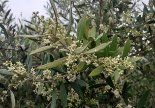 Ελιά: Ξεκίνησε η καρπόβια γενιά του πυρηνοτρήτη