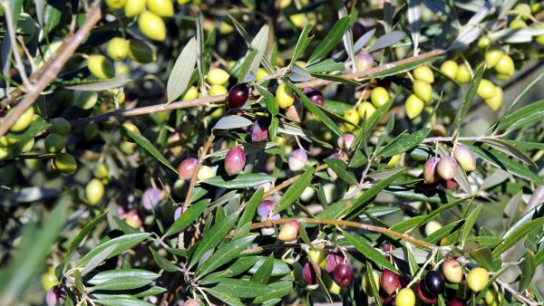 Πέντε κίνδυνοι απειλούν τους παραγωγούς ελαιόλαδου