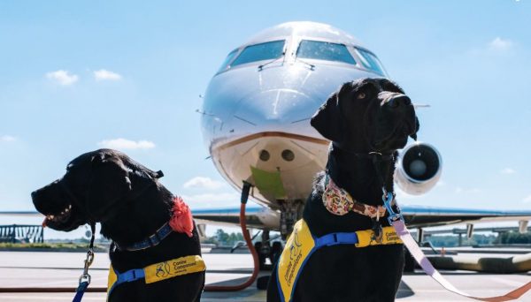 Αυτή η αεροπορική εταιρεία θέλει όλα τα σκυλιά να πετούν στην πρώτη θέση