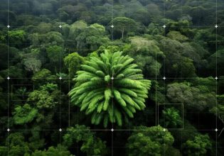 Τεχνητή νοημοσύνη αναζητά ταίρι για το «πιο μοναχικό δέντρο του κόσμου»