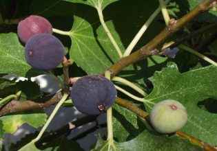 Βόρεια Εύβοια: Αίτημα για αποζημίωση των συκοπαραγωγών