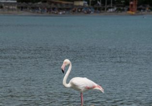 Αττική: Φλαμίνγκο στις παραλίες – Η ΑΝΙΜΑ ψάχνει την εξήγηση
