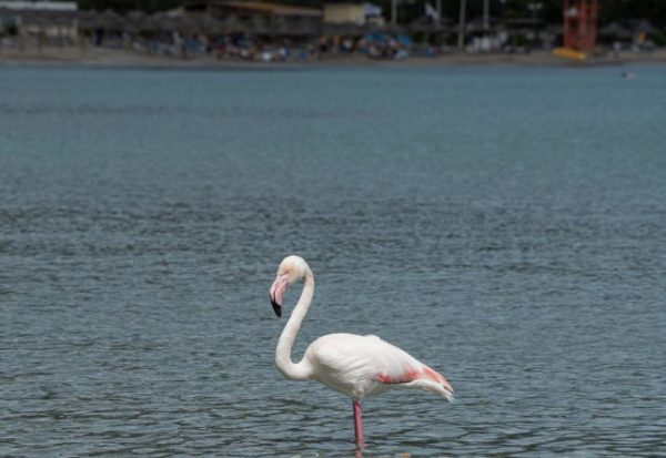 Αττική: Φλαμίνγκο στις παραλίες – Η ΑΝΙΜΑ ψάχνει την εξήγηση