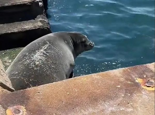 Ασυνήθιστο θέαμα: Φώκια κολυμπούσε στην παραλία της Θεσσαλονίκης