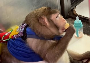 Πέθανε ο διασημότερος πίθηκος στον κόσμο – Ποιος ήταν ο «Γκοτζίλα» που έγινε viral 