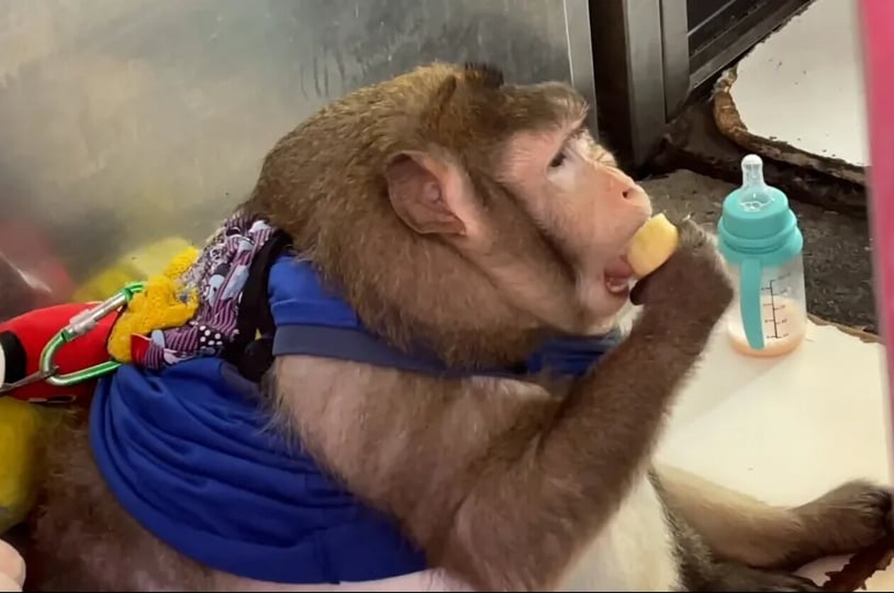 Πέθανε ο διασημότερος πίθηκος στον κόσμο - Ποιος ήταν ο «Γκοτζίλα» που έγινε viral 
