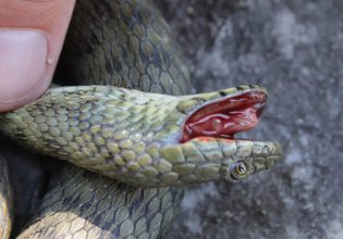 Αυτό το φίδι της Ελλάδας το τερμάτισε κάνοντας τον ψόφιο κοριό