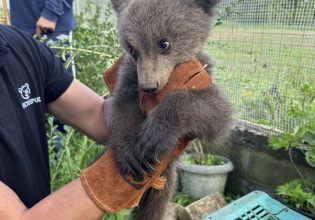 Κοζάνη: Αρκουδάκι τριών μηνών κατέφυγε σε αυλή σπιτιού για να γλιτώσει από σκυλιά