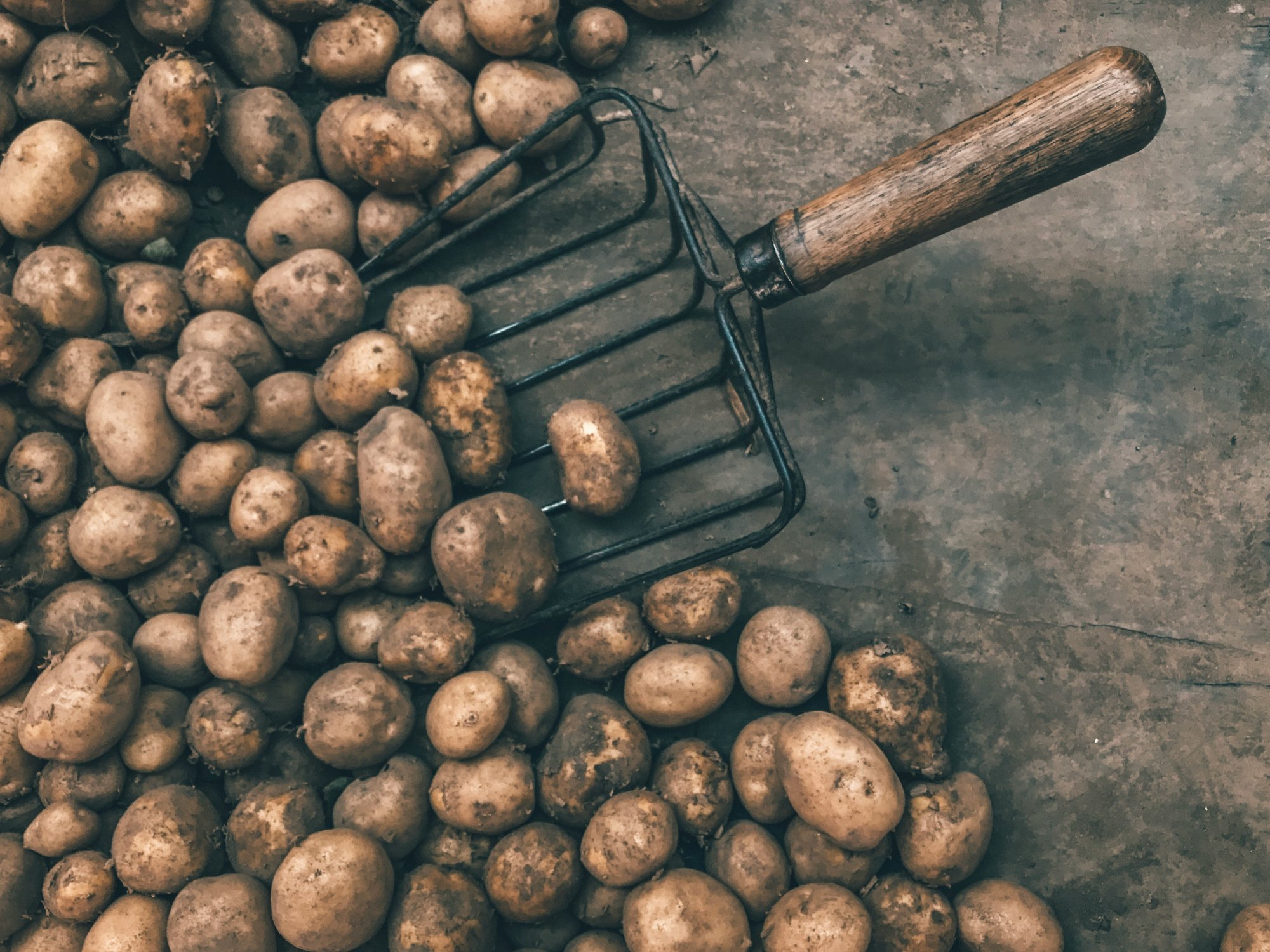 Ελληνική πατάτα: Είδος προς εξαφάνιση σε πολλές περιοχές