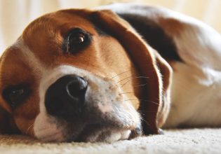 Θεσσαλονίκη: Χειροπέδες σε 85χρονο που πυροβόλησε αδέσποτο σκύλο