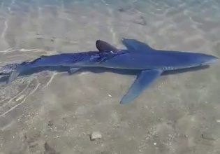 Καρχαριοειδές εντοπίστηκε στη μαρίνα της Γλυφάδας – Δείτε εντυπωσιακό βίντεο