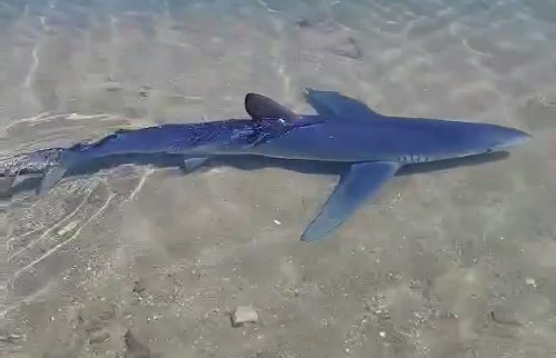 Καρχαριοειδές εντοπίστηκε στη μαρίνα τη- Δείτε εντυπωσιακό βίντεο
