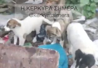 Κέρκυρα: Συνελήφθη 60χρονη που είχε οκτώ σκυλιά υπό άθλιες συνθήκες διαβίωσης