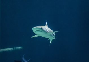 Έριξε σταγόνες αίματος στον ωκεανό για να δει την αντίδραση των καρχαριών – Το αποτέλεσμα τον σόκαρε