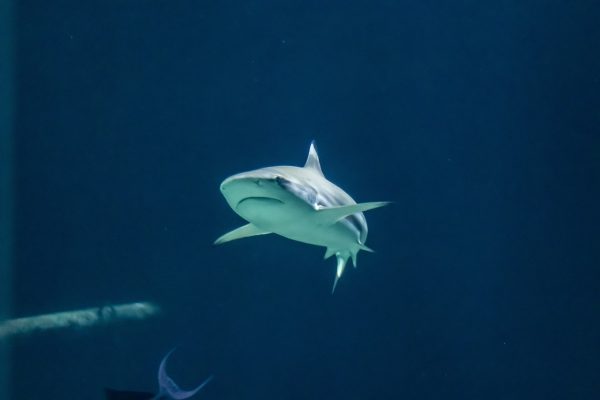 Έριξε σταγόνες αίματος στον ωκεανό για να δει την αντίδραση των καρχαριών – Το αποτέλεσμα τον σόκαρε