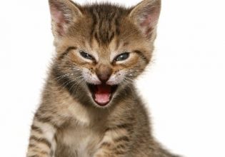 Roaring Kitty: Είναι ο Γουόρεν Μπάφετ του ίντερνετ;