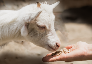 Eurostat: Συρρικνώνεται το ζωικό κεφάλαιο και το 2023