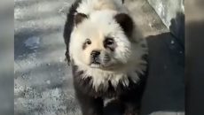 Κίνα: Ζωολογικός κήπος έβαψε σκυλιά ασπρόμαυρα για να μοιάζουν με πάντα – «Μας εξαπάτησαν» λένε οι επισκέπτες