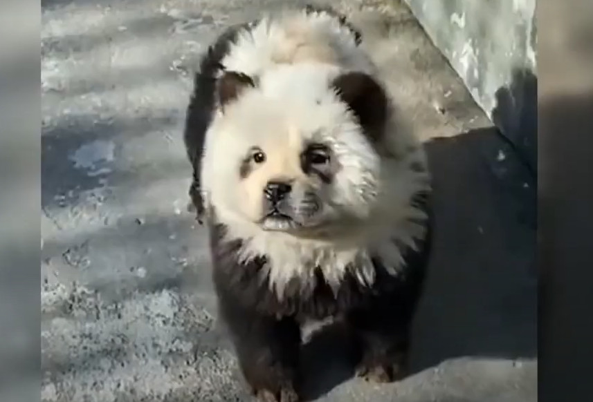 Κίνα: Ζωολογικός κήπος έβαψε σκυλιά ασπρόμαυρα για να μοιάζουν με πάντα - «Μας εξαπάτησαν» λένε οι επισκέπτες