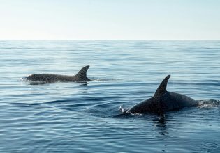Όρκες: Έχουν την απάντηση οι επιστήμονες για τις επιθέσεις σε σκάφη στο Γιβραλτάρ;